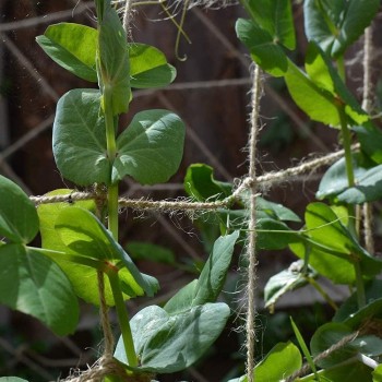 Skleníková síť 100 x 500 cm na okurky Vilmorin, síť na popínavé rostliny jutová, oka 15 x 15 cm